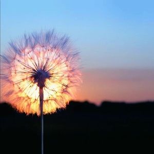 Meet your Posher, Dashawn